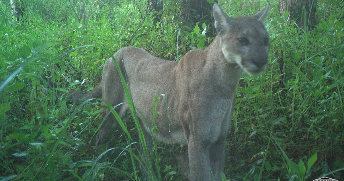 FGCU Wings of Hope looks to expand program reach to middle, high schools | WGCU News