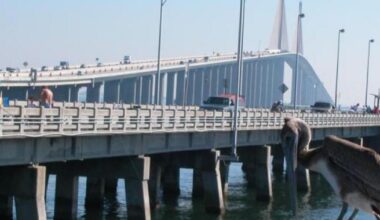 DeSantis orders the Sunshine Skyway Fishing Pier be rebuilt