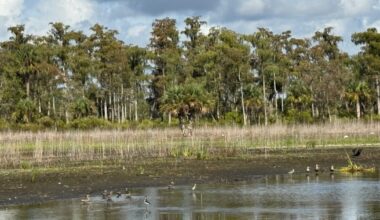 Lee County acknowledges drought as historic; offers dos and donts | WGCU News