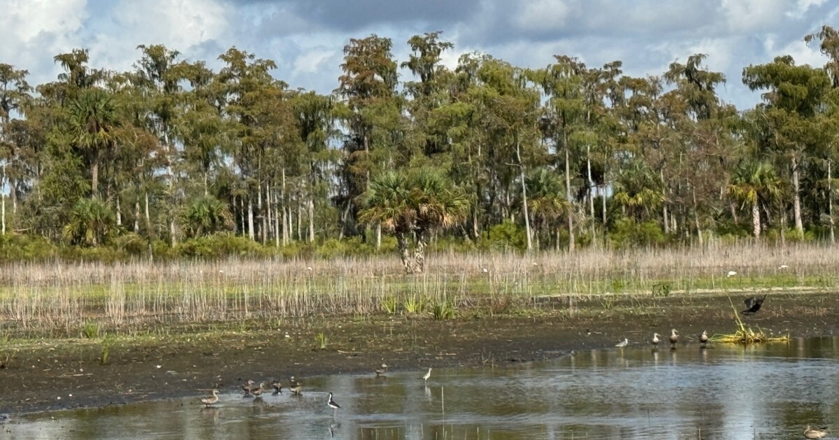 Lee County acknowledges drought as historic; offers dos and donts | WGCU News