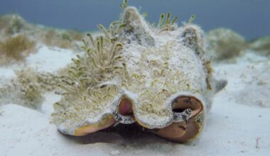 Could its hop help revive Florida's iconic queen conch?