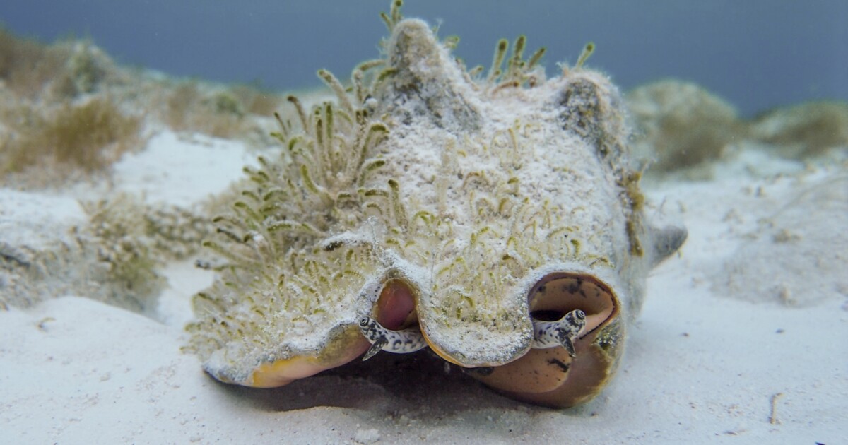 Could its hop help revive Florida's iconic queen conch?