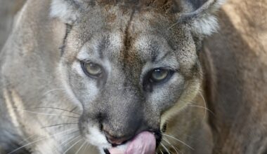 'Loper,' a young panther hit by vehicle near Fort Myers, completes rehab at ZooTampa; stays at zoo as 'conservation ambassador' | WGCU News