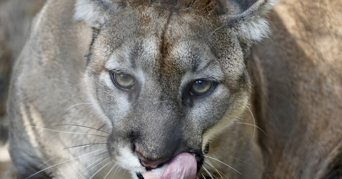 'Loper,' a young panther hit by vehicle near Fort Myers, completes rehab at ZooTampa; stays at zoo as 'conservation ambassador' | WGCU News