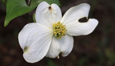 North Florida gardens need extra care in a wacky climate