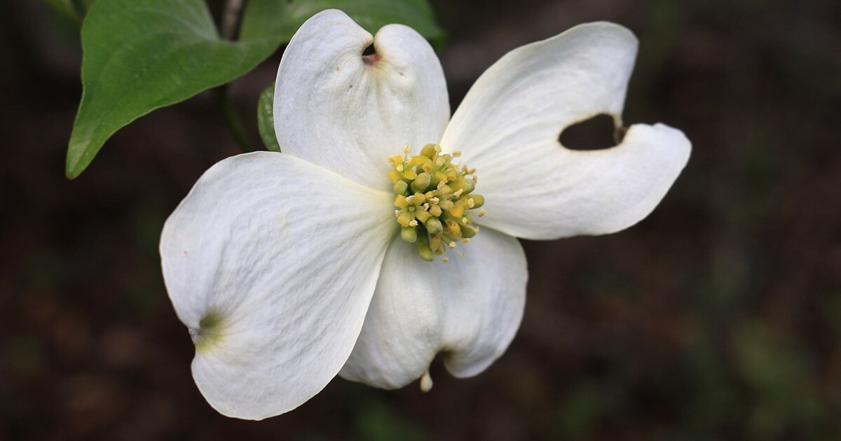 North Florida gardens need extra care in a wacky climate