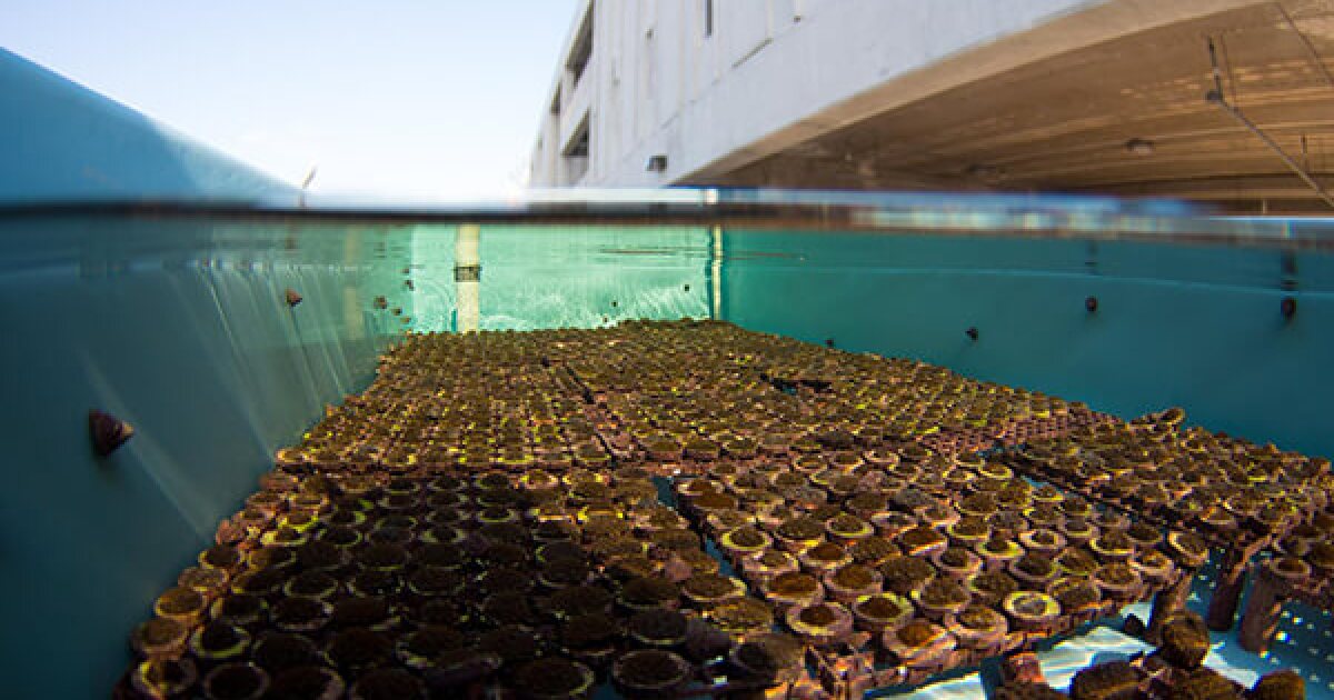 Florida promised to restore a quarter of the state's reef by 2050. So where's the funding?