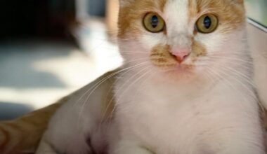 Shelter animals aren't free of charge (but they're worth every penny) | WGCU News