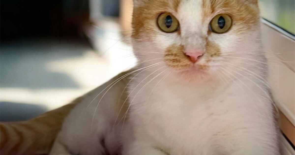 Shelter animals aren't free of charge (but they're worth every penny) | WGCU News