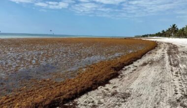 Largest 'marine bioinvasion' of sarassum ever recorded heading to Florida, Caribbean | WGCU News