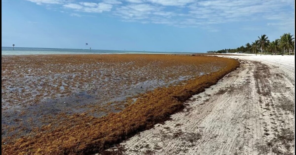 Largest 'marine bioinvasion' of sarassum ever recorded heading to Florida, Caribbean | WGCU News