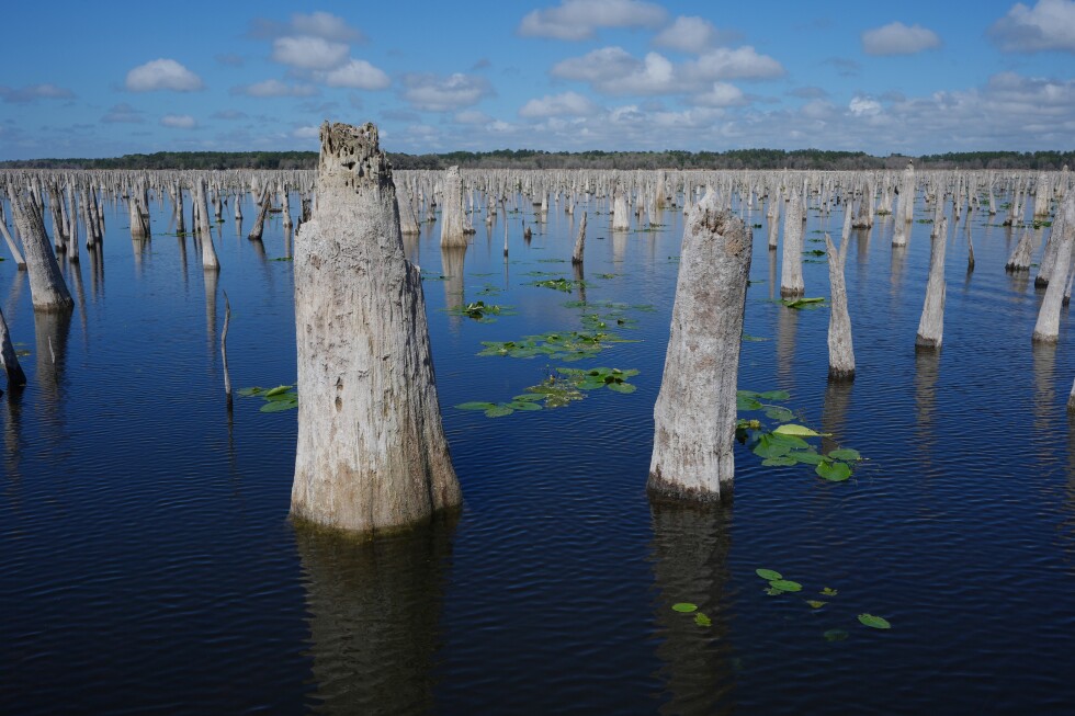 Florida activists aim to reunite rivers after abandoned canal project