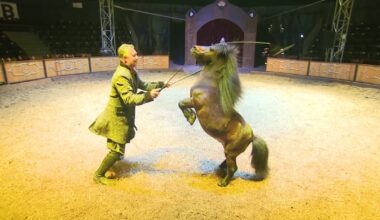 Largest equestrian arts show in North America comes to Tampa Bay