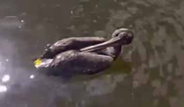 Police rescue injured pelican from Florida canal