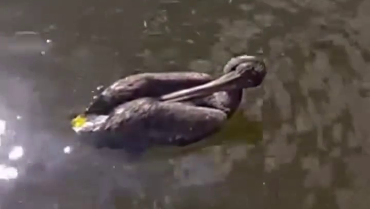 Police rescue injured pelican from Florida canal