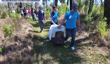 Wildlife sanctuary releases two bobcats in Hillsborough County after rehabbing them