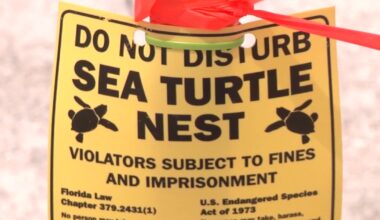 Country Thunder causing rumble on St. Pete Beach over turtle nesting season, permit still pending