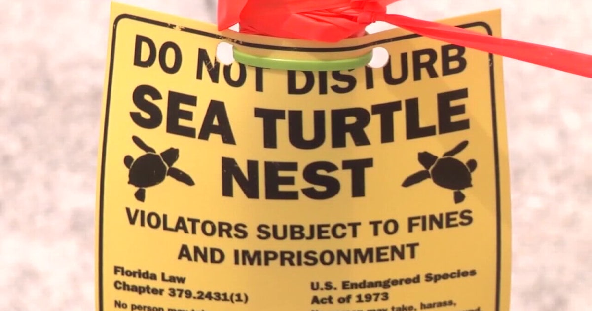 Country Thunder causing rumble on St. Pete Beach over turtle nesting season, permit still pending