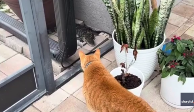 Video: Florida cat's face-to-face encounter with gator lurking outside home