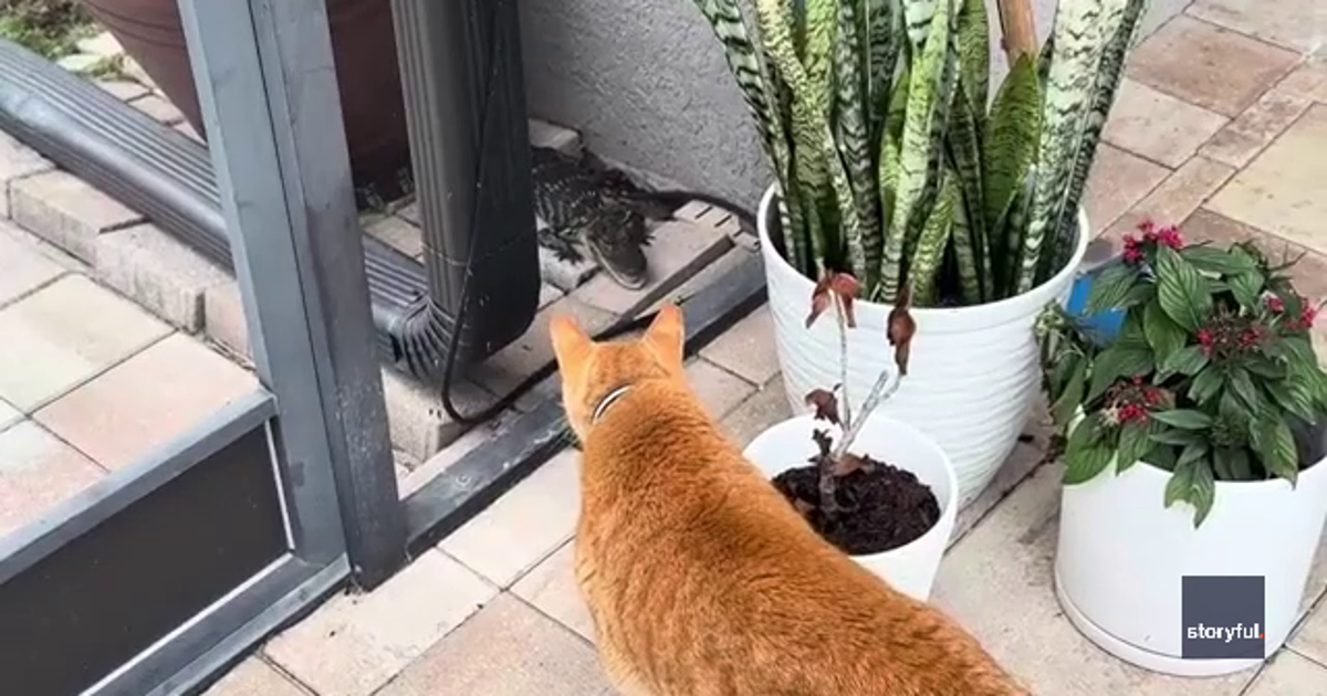 Video: Florida cat's face-to-face encounter with gator lurking outside home