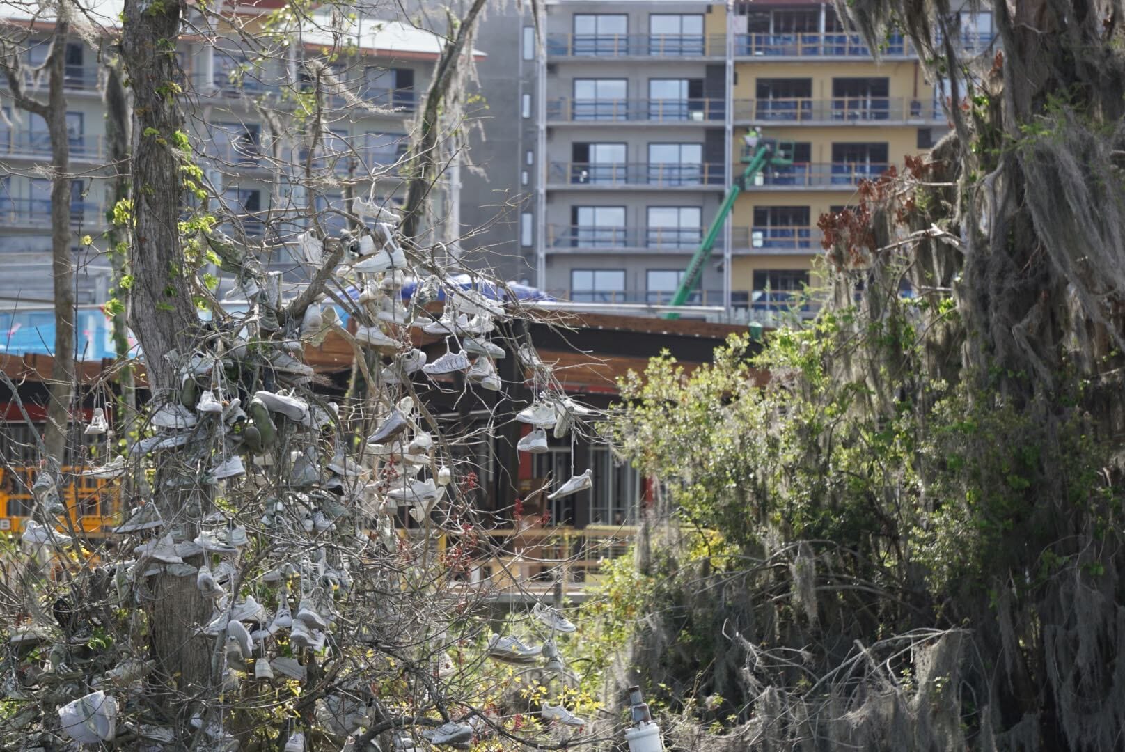 Shoes hang from branches at Disney Lakeshore Lodge