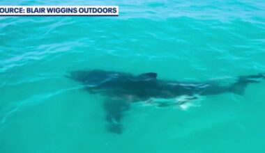 Great White shark stuns Florida fishermen: 'It was a monster'