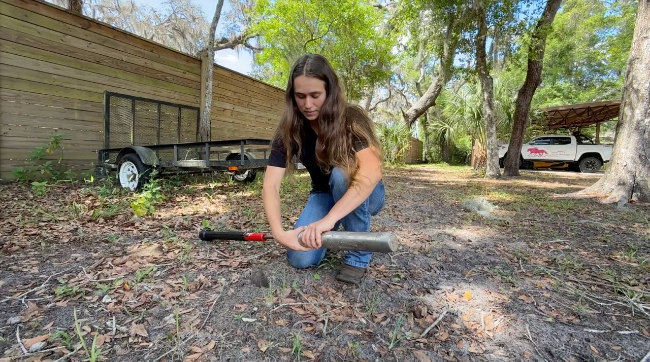 So far in her study, Nina Iovino has found that wild pigs can help spread seeds, allowing new plants to grow in the areas where they root for food. (Spectrum News/Claire Alfree)