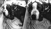Images of Thor from the arrest affidavit of Wayne Aris
