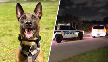 K-9 shot by burglary suspect in Fort Lauderdale continues to recover – NBC 6 South Florida
