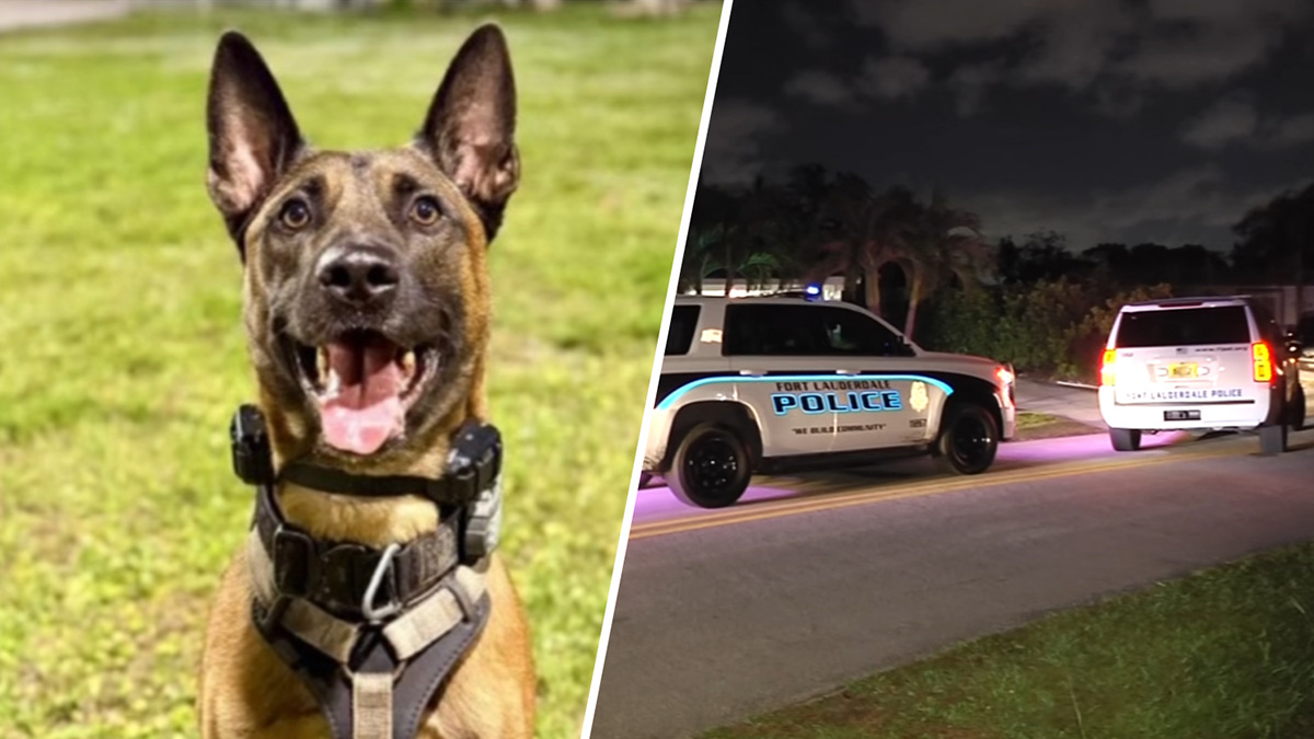 K-9 shot by burglary suspect in Fort Lauderdale continues to recover – NBC 6 South Florida