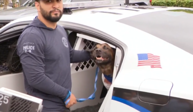 FLPD K-9 released from hospital after successful surgery following on-the-job shooting - WSVN 7News | Miami News, Weather, Sports