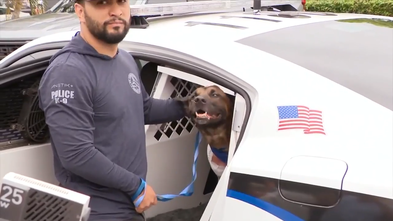 FLPD K-9 released from hospital after successful surgery following on-the-job shooting - WSVN 7News | Miami News, Weather, Sports