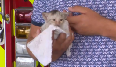 FLFR crews look for forever home for rescued kitten stuck in a storm drain - WSVN 7News | Miami News, Weather, Sports