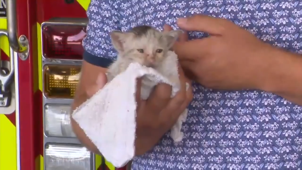 FLFR crews look for forever home for rescued kitten stuck in a storm drain - WSVN 7News | Miami News, Weather, Sports