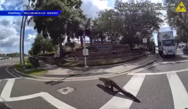 Bodycam video captures gator nudged by deputy and trapper across busy Tampa road - WSVN 7News | Miami News, Weather, Sports