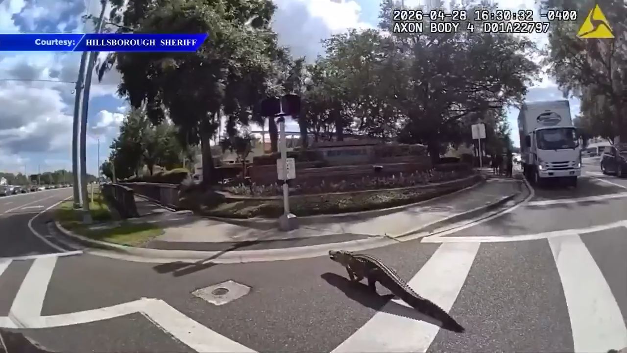 Bodycam video captures gator nudged by deputy and trapper across busy Tampa road - WSVN 7News | Miami News, Weather, Sports