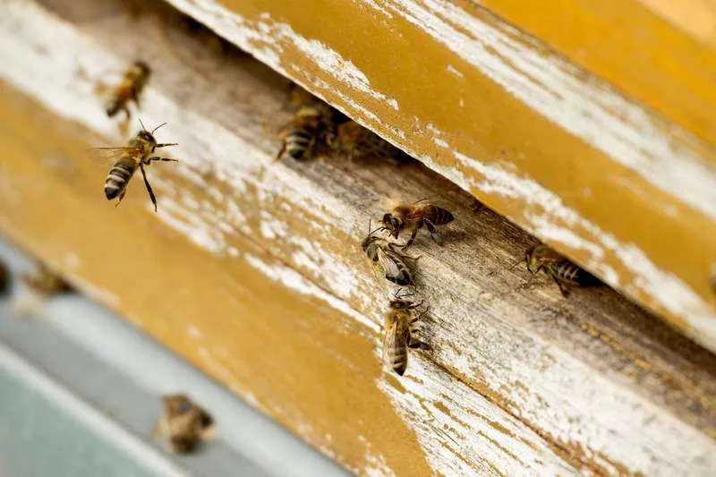Bees use the entrance opening of a beehive at the edge of a field. Henning Kaiser/dpa