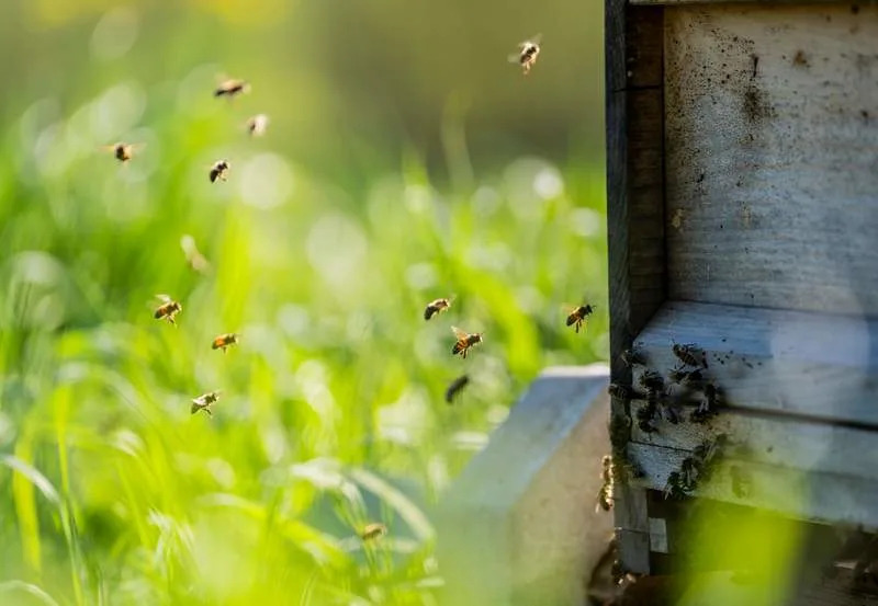 Honey bees swarming in front of the hive in the warm spring sun. Andreas Arnold/dpa