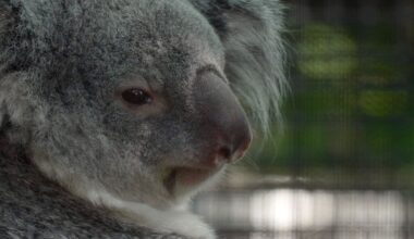Meet the baby koala hiding in its mom’s pouch at a Florida zoo’s new Outback habitat :: WRAL.com