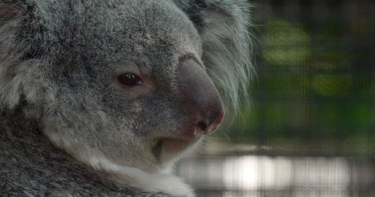 Meet the baby koala hiding in its mom’s pouch at a Florida zoo’s new Outback habitat :: WRAL.com