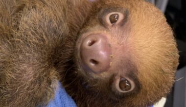 13 sloths rescued in Florida now stable after dozens die at Orlando attraction