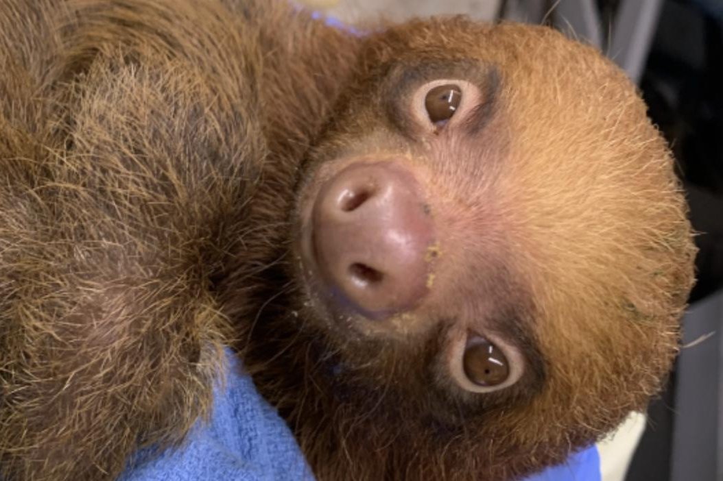 13 sloths rescued in Florida now stable after dozens die at Orlando attraction