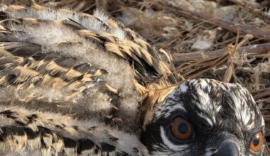 Baby osprey saved from monofilament line in Fort Myers Beach nest - FORT MYERS