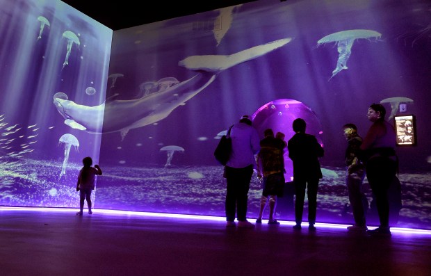 Visitors experience a 3D projection-mapped room at the newly opened Jellyfish Museum in Pompano Beach on Tuesday, March 31, 2026. (Mike Stocker/South Florida Sun Sentinel)