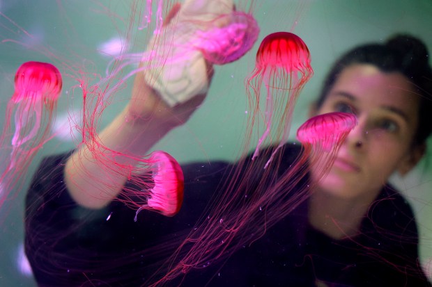 Brown sea nettle jellyfish swim as aquarist Ashley Feick cleans the tank at the Jellyfish Museum in Pompano Beach, on Thursday, March 26, 2026. (Amy Beth Bennett / South Florida Sun Sentinel)