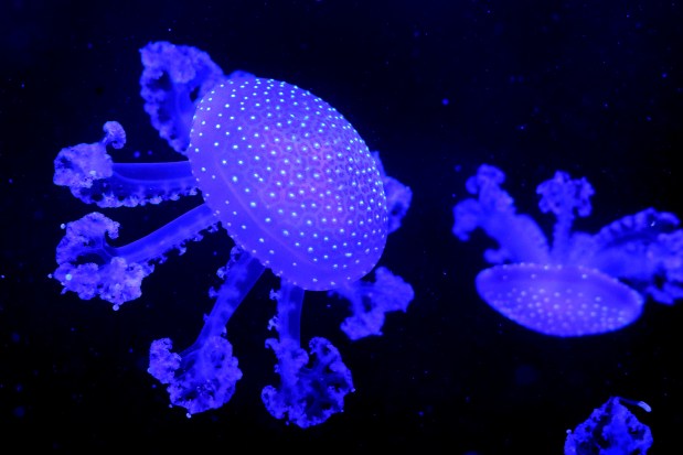 Jellyfish are illuminated on display at the newly opened Jellyfish Museum in Pompano Beach on Tuesday, March 31, 2026. (Mike Stocker/South Florida Sun Sentinel)