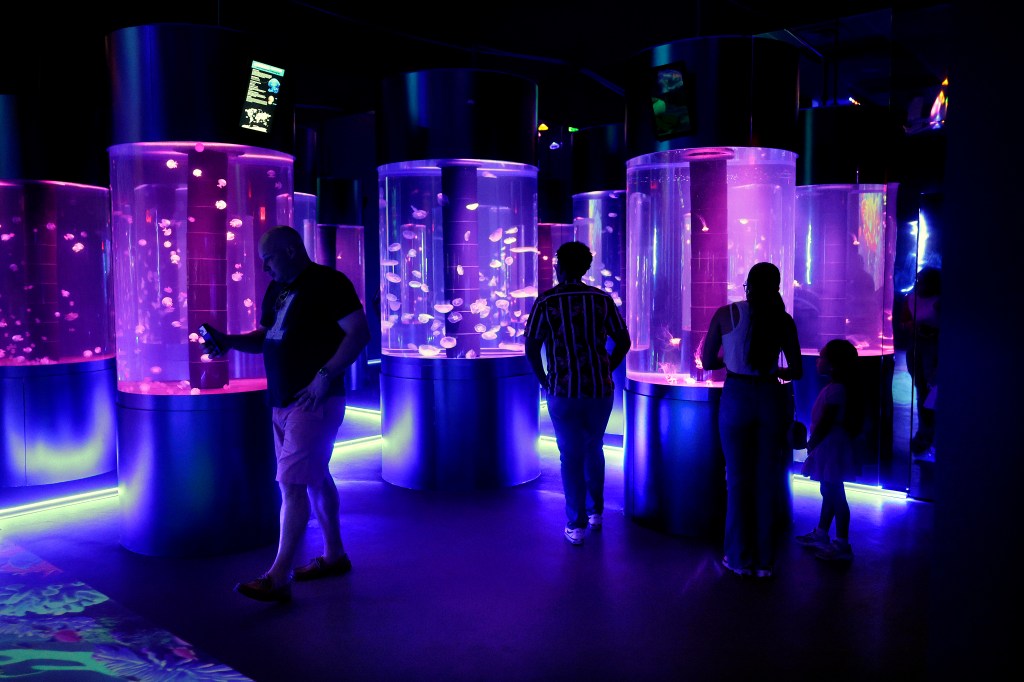First look: See inside Jellyfish Museum in Pompano Beach