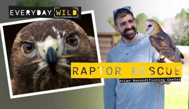 I Held a Wild Owl in Florida (Raptor Rescue Up Close)