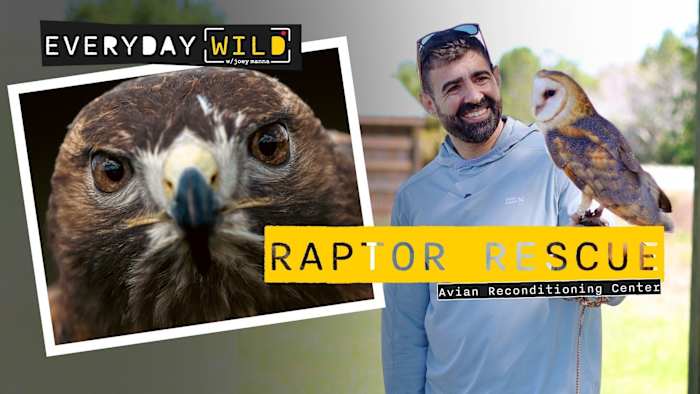 I Held a Wild Owl in Florida (Raptor Rescue Up Close)