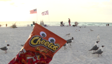 Florida seagull experiment: Do googly eyes really keep birds away from food?
